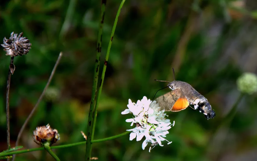 Esfinge Colibrí, ese bicho volador