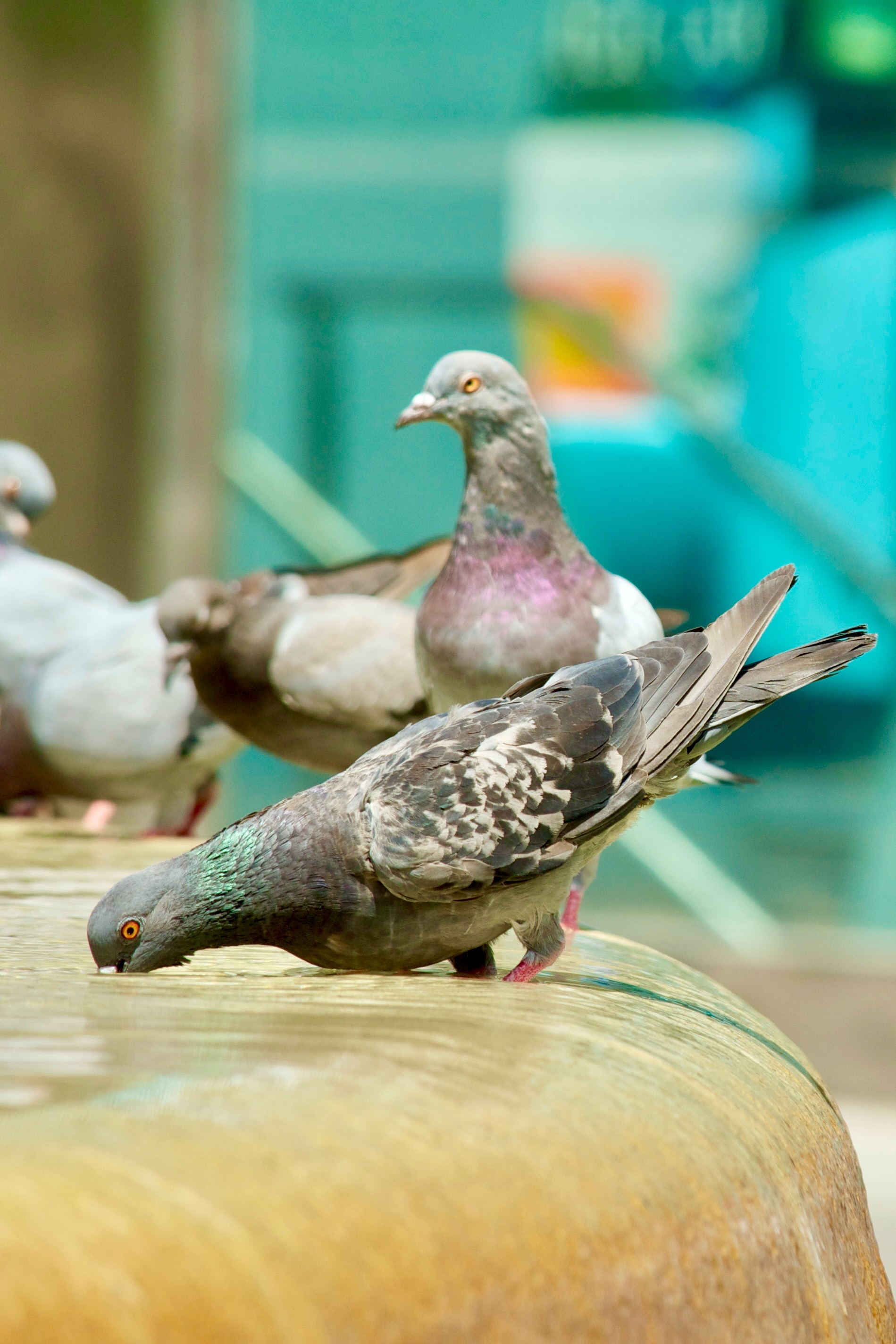Portrait Image 3 of 12 from Barcelona 2013. Alberto Roura